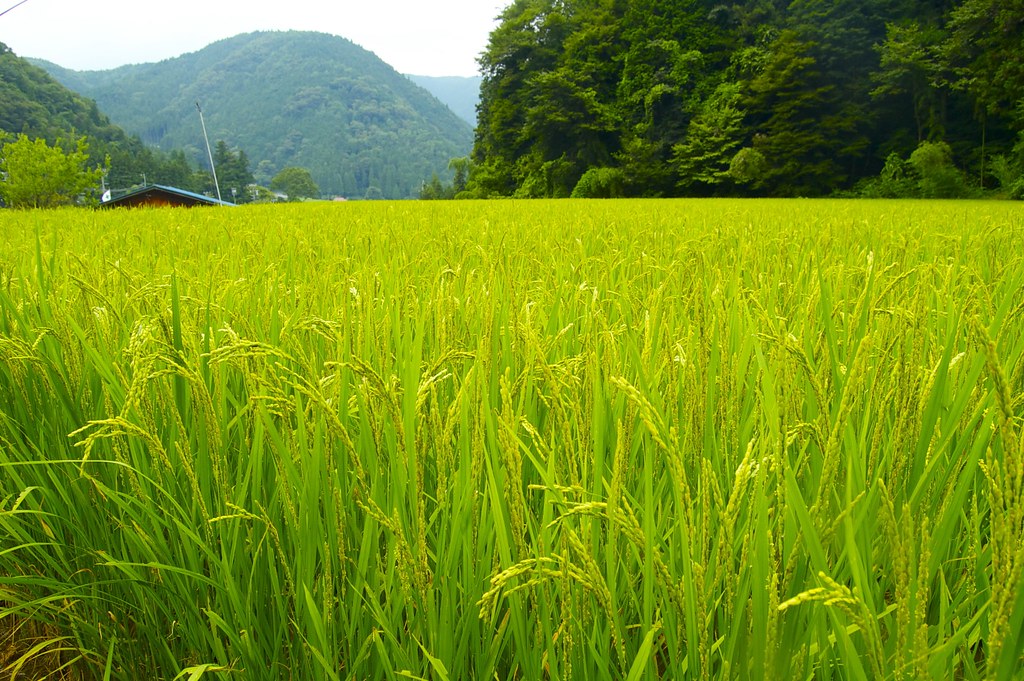 夏の日本の田園風景